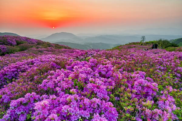 황매산 철쭉군락지 (사진제공/합천군)