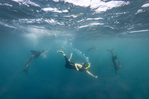 사진=뉴질랜드 남섬 카이코우라 앞바다에서 만날 수 있는 돌고래_ⓒMiles Holden 제공