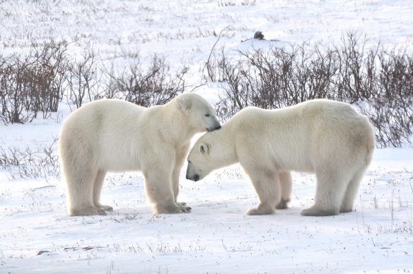 북극곰 ©Travel Manitoba