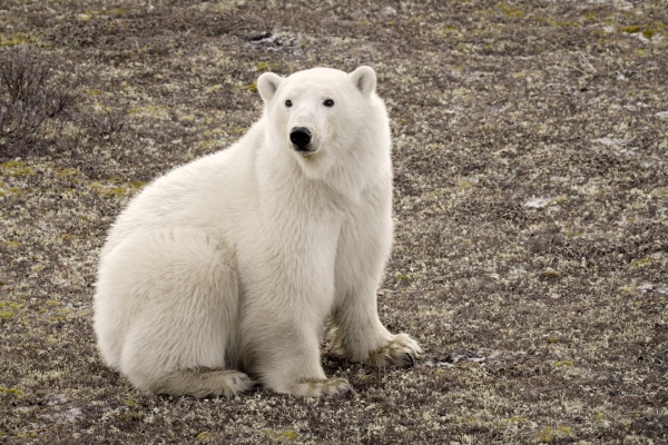 북극곰 관찰여행 ©Travel Manitoba