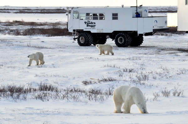 툰드라버기 북극곰 관찰 ©Travel Manitoba