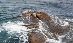 기후에너지환경부, 3월의 멸종위기 야생생물 '물범' 선정 - 뉴스 썸네일 이미지