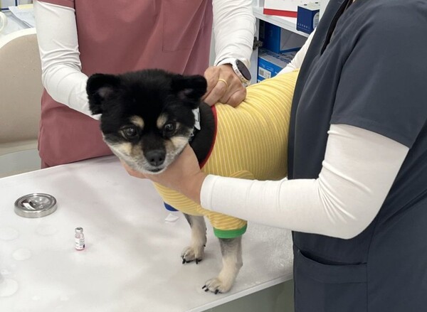 [www.job-post.co.kr] 용인특례시, 반려견 광견병 예방접종